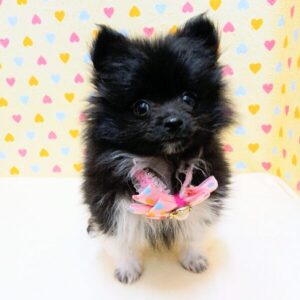 Alternative view of ポメラニアン