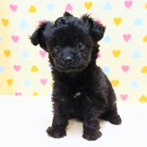 Alternative view of ミックス犬