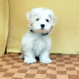 Alternative view of マルチーズ