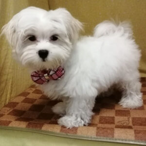 Alternative view of マルチーズ