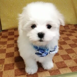 Alternative view of マルチーズ