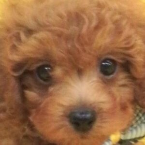 トイ・プードル