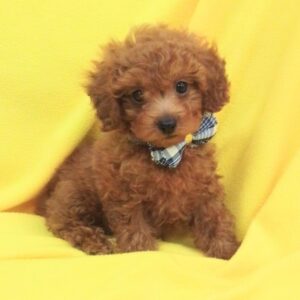 Alternative view of トイ・プードル