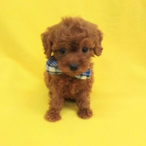 Alternative view of トイ・プードル