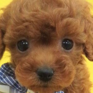 トイ・プードル