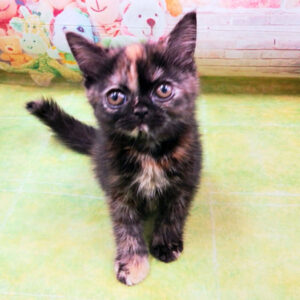 Alternative view of ミヌエット