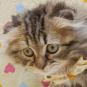 スコティッシュ・フォールド