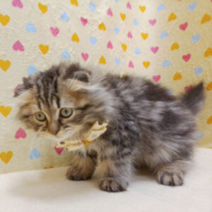 Alternative view of スコティッシュ・フォールド