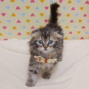 Alternative view of スコティッシュ・フォールド