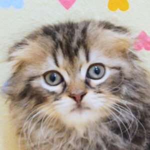 スコティッシュ・フォールド