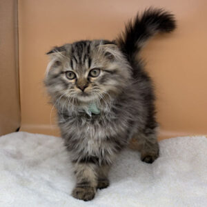 Alternative view of スコティッシュ・フォールド