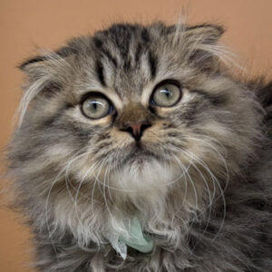 スコティッシュ・フォールド