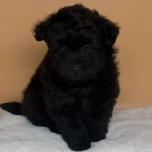 Alternative view of ミックス犬