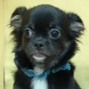 ミックス犬