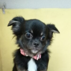 ミックス犬