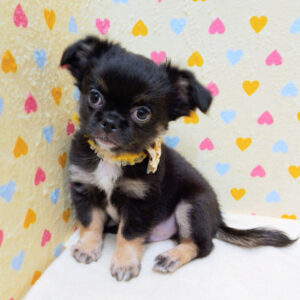 Alternative view of ミックス犬