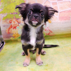 Alternative view of ミックス犬