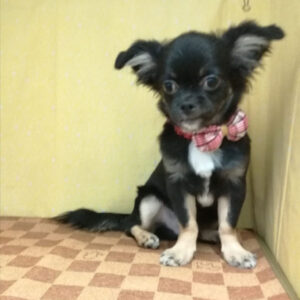 Alternative view of ミックス犬