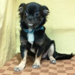 Alternative view of ミックス犬