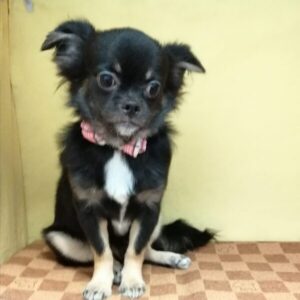 Alternative view of ミックス犬