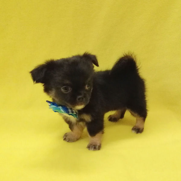 ミックス犬 - 画像 (4)