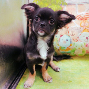 Alternative view of ミックス犬