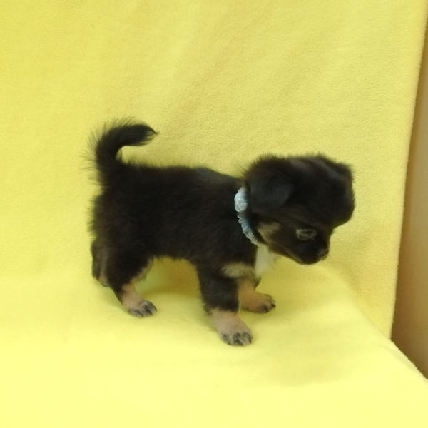 ミックス犬 - 画像 (5)