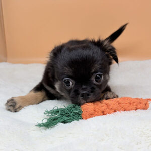 Alternative view of ミックス犬