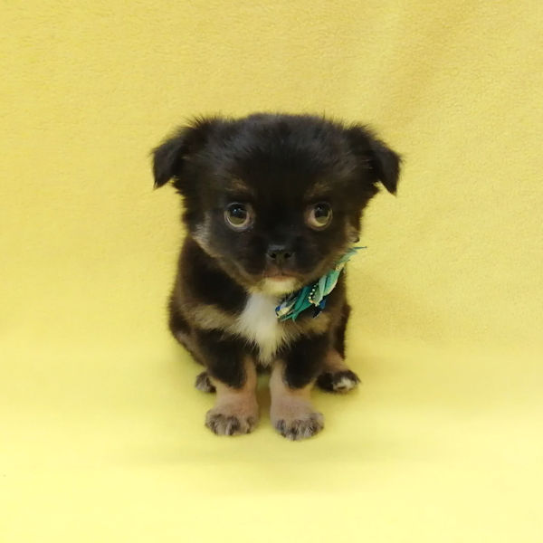 ミックス犬 - 画像 (2)