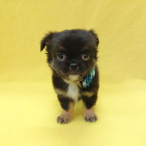 ミックス犬 - 画像 (3)