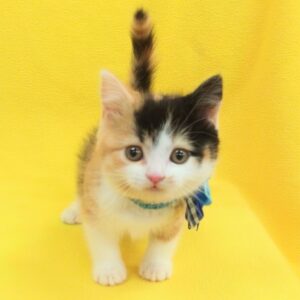 Alternative view of スコティッシュ・フォールド