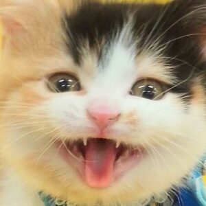 スコティッシュ・フォールド