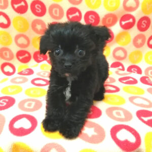 Alternative view of ミックス犬