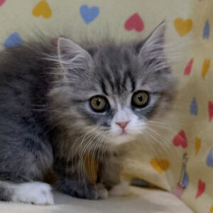 スコティッシュ・フォールド