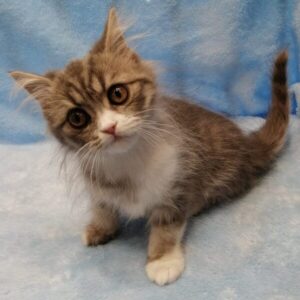 Alternative view of スコティッシュ・フォールド