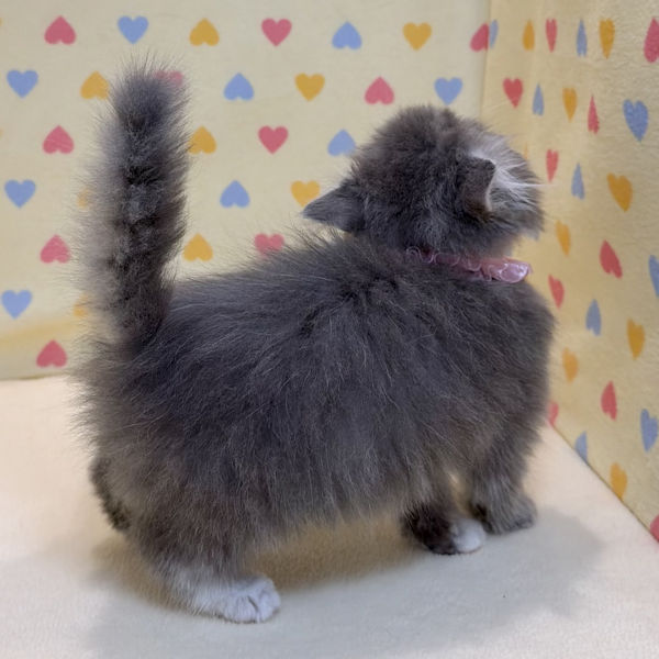 スコティッシュ・フォールド - 画像 (5)