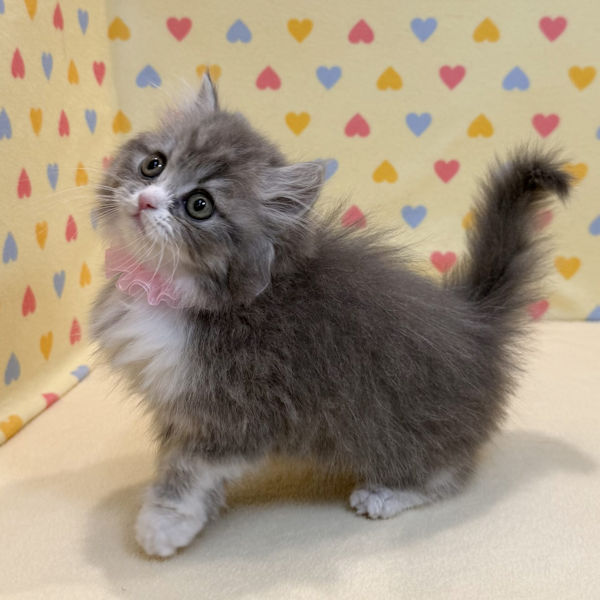 スコティッシュ・フォールド - 画像 (4)