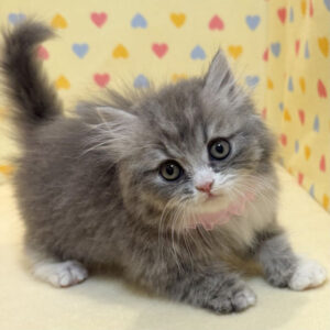 Alternative view of スコティッシュ・フォールド