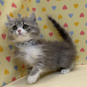 Alternative view of スコティッシュ・フォールド