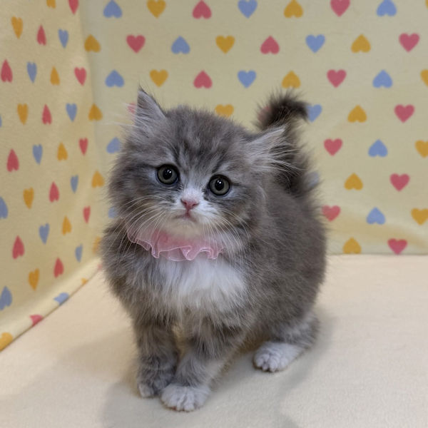 スコティッシュ・フォールド - 画像 (3)