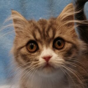 スコティッシュ・フォールド