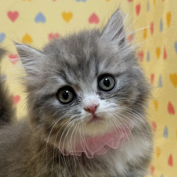 スコティッシュ・フォールド