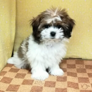 Alternative view of ミックス犬