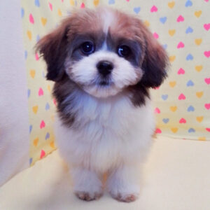 Alternative view of ミックス犬