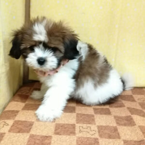 Alternative view of ミックス犬