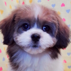 ミックス犬