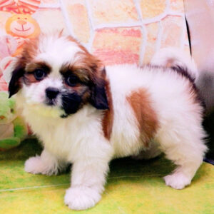 Alternative view of ミックス犬