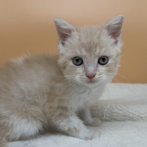 Alternative view of マンチカン