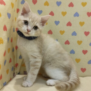 Alternative view of マンチカン