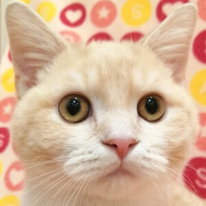 マンチカン